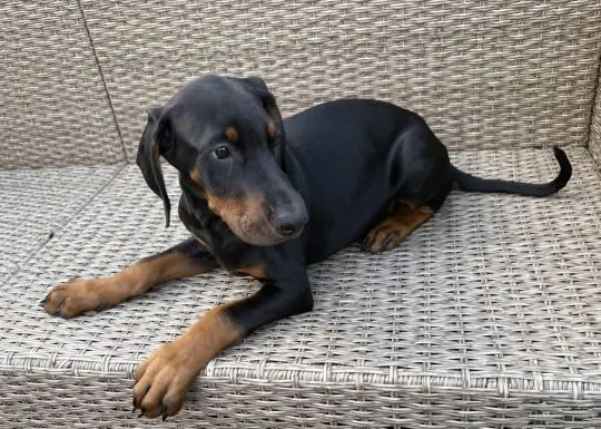 Szczenięta Dobermana | Zarejestrowane w Kennel Club | Szukają Domów Na Zawsze, , Konstancin-Jeziorna