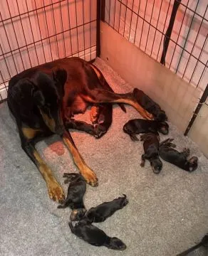 Szczenięta Dobermana | Zarejestrowane w Kennel Club | Szukają Domów Na Zawsze, , Konstancin-Jeziorna