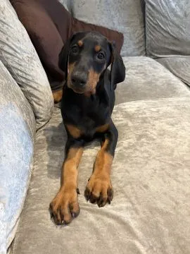 Szczenięta Dobermana | Zarejestrowane w Kennel Club | Szukają Domów Na Zawsze, , Konstancin-Jeziorna