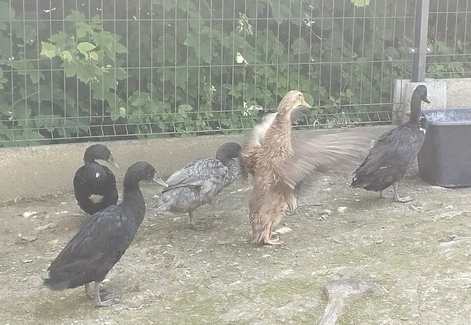 Kaczki biegusy indyjskie, Małopolskie, Siepraw