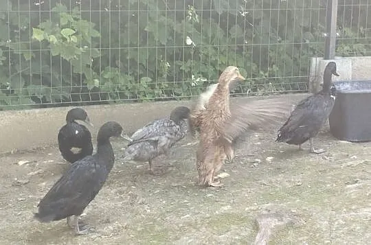 Kaczki biegusy indyjskie, Małopolskie, Siepraw