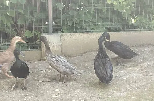 Kaczki biegusy indyjskie, Małopolskie, Siepraw