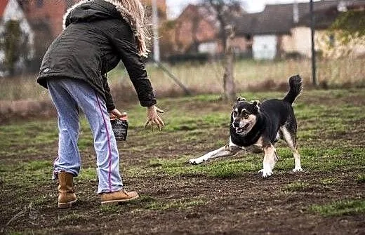 Nikt nie pokocha Rodziny jak BERCIK, dolnośląskie