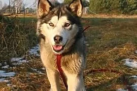 BOZI - roczny psiak w typie alaskan malamute szuka, Wrocław