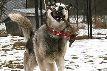 BOZI - roczny psiak w typie alaskan malamute szuka