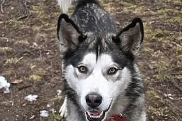 BOZI - roczny psiak w typie alaskan malamute szuka