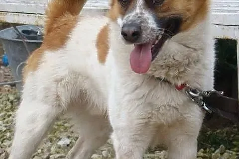 Piegus - 2 letni, przyjazny i piękny pies DO ADOPC
