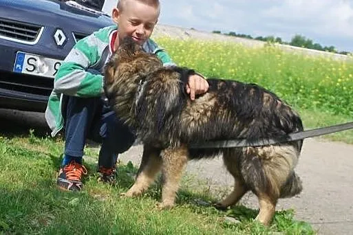 Rudolf – pies marzenie!,  małopolskie Kraków