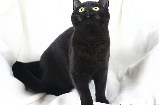 Kayla - przepiękna czarna koteczka brytyjska z rod, Międzyborów