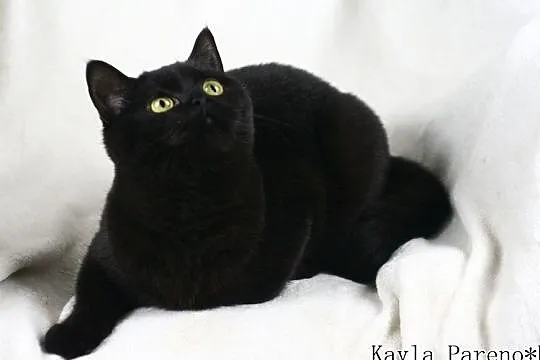 Kayla - przepiękna czarna koteczka brytyjska z rod, Międzyborów