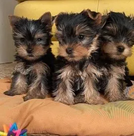 Psy i szczenięta Yorkshire Terrier dostępne do odbioru.
