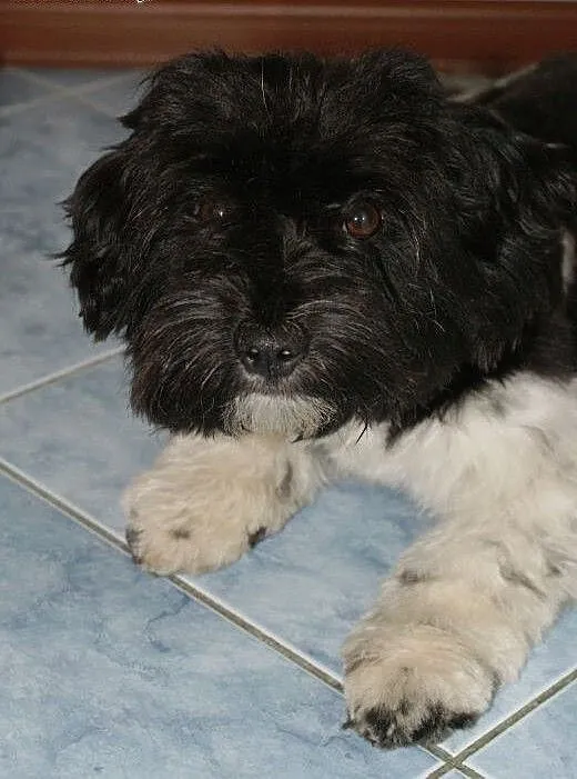 Lusia, sunia w typie shih tzu, dolnośląskie Świdn