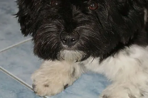 Lusia, sunia w typie shih tzu,  dolnośląskie Świdn
