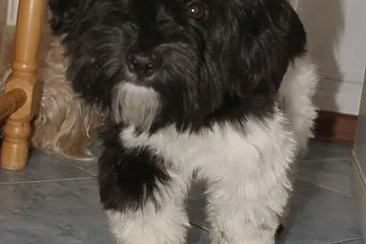 Lusia, sunia w typie shih tzu,  dolnośląskie Świdn