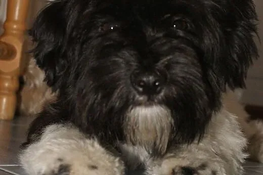 Lusia, sunia w typie shih tzu,  dolnośląskie Świdn
