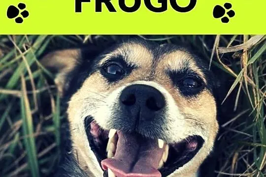 Frugo-ok 6 lat, 10kg, pogodny, aktywny, wesoły, towarzyski, przytulaśny, , Wrocław