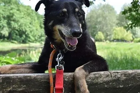 Bambo szuka domu,  Kundelki cała Polska