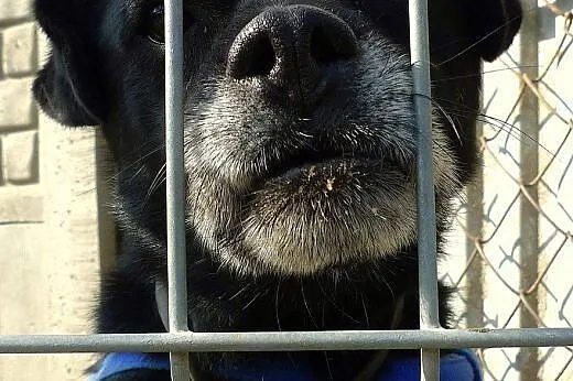 Pieszczoszek i aniołek czeka za kratami już 6 lat 
