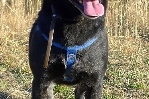 Pieszczoszek i aniołek czeka za kratami już 6 lat 