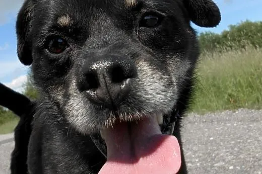 Pieszczoszek i aniołek czeka za kratami już 6 lat 