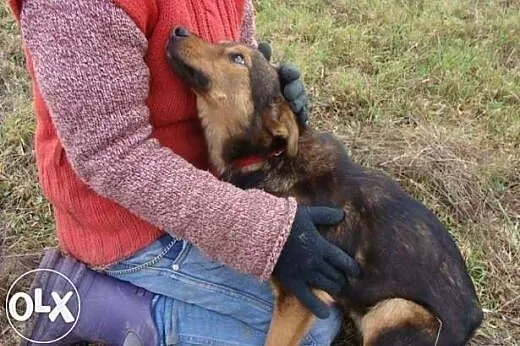Dorek błaga o dom !!!,  śląskie Dąbrowa Górnicza