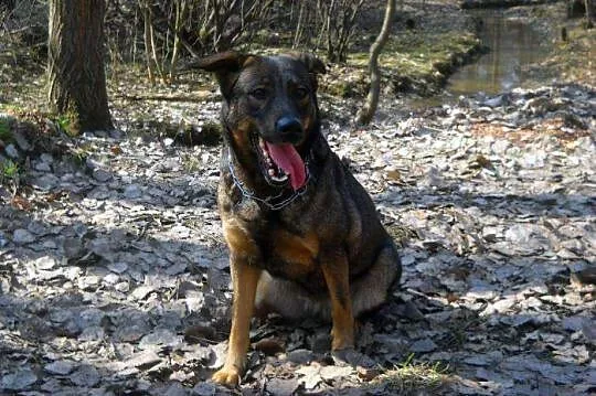Cezarka po śmierci właścicielki pilnie szuka noweg
