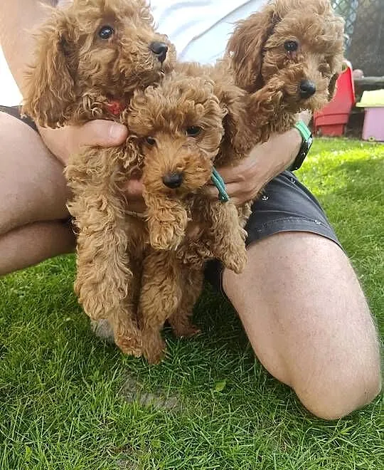 Pudle Toy / Wielkopolskie / Pudelkowa Ferajna, Koninko