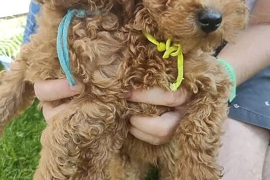 Pudle Toy / Wielkopolskie / Pudelkowa Ferajna, Koninko