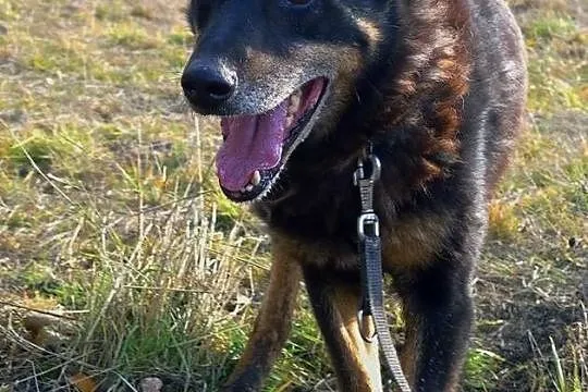 Nero-piękny, duży pies dla odpowiedzialnego opieku