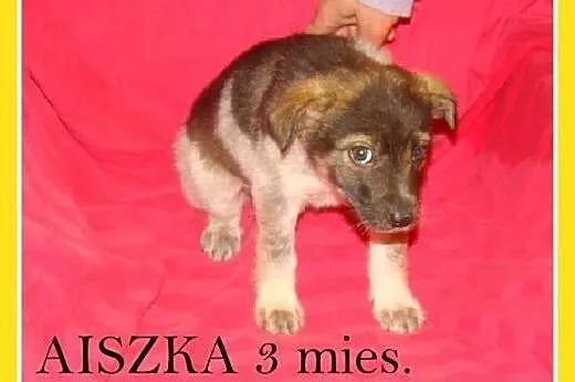 3 mies. szczeniak,suczka średnia,szczepiona.AISZKA.Adopcja,  małopolskie Kraków