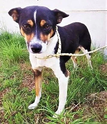 MIMI - mała, 8 kg, biedna sunia błaga o dom!, mazowieckie Warszawa, Mazowieckie, Warszawa