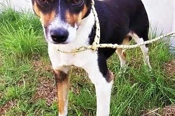 MIMI - mała, 8 kg, biedna sunia błaga o dom!,  mazowieckie Warszawa, Mazowieckie, Warszawa