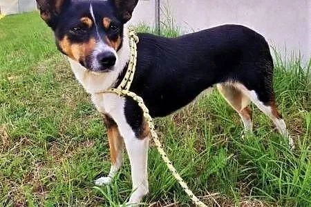 MIMI - mała, 8 kg, biedna sunia błaga o dom!,  mazowieckie Warszawa, Mazowieckie, Warszawa