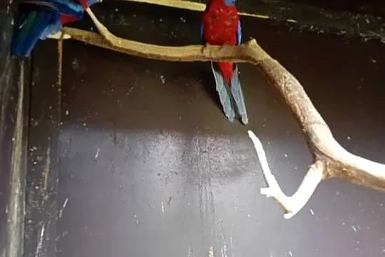Sprzedam papugi barabandy para i rozele królewskie też para, Wielkopolskie, Stęszew