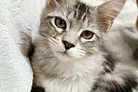 Kotka Maine Coon z rodowodem FPL – Opal Wonder