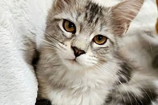 Kotka Maine Coon z rodowodem FPL – Opal Wonder