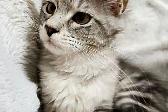 Kotka Maine Coon z rodowodem FPL – Opal Wonder, Wielkopolskie, Czempiń