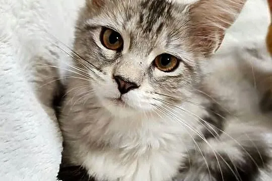 Kotka Maine Coon z rodowodem FPL – Opal Wonder, Wielkopolskie, Czempiń