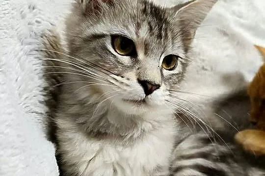 Kotka Maine Coon z rodowodem FPL – Opal Wonder, Wielkopolskie, Czempiń