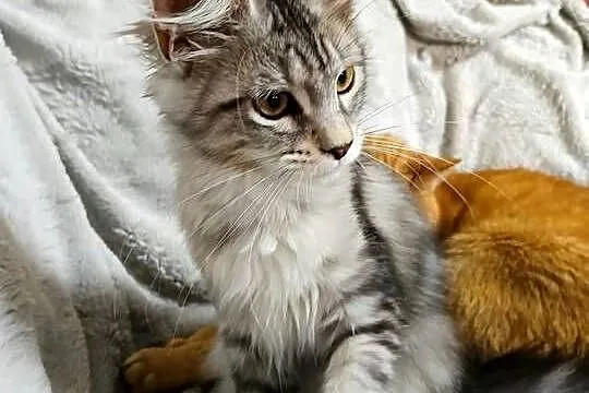 Kotka Maine Coon z rodowodem FPL – Opal Wonder, Wielkopolskie, Czempiń