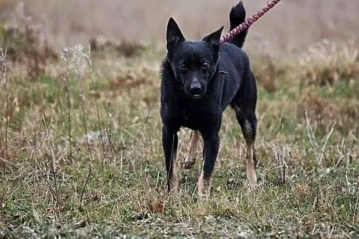 Mały Akni zaczyna wierzyć, że spędzi w schronisku resztę życia. Uratuj go!,  łódzkie Łódź