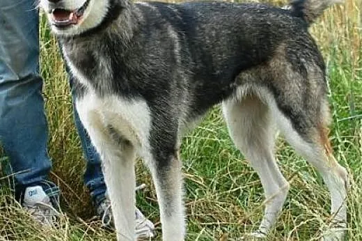 Layka piękna, młoda suczka mix alaskan malamute AD