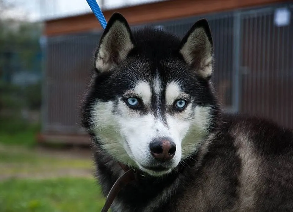 Młody, niebieskooki Lubor, HUSKY idealny dla aktyw