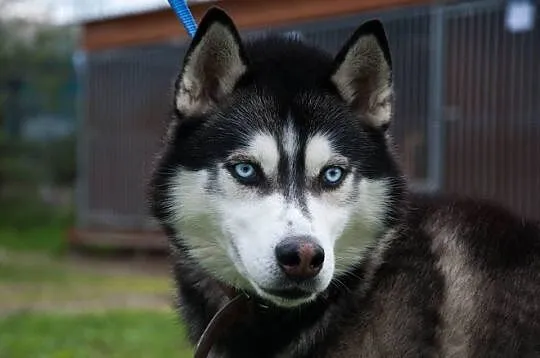 Młody, niebieskooki Lubor, HUSKY idealny dla aktyw