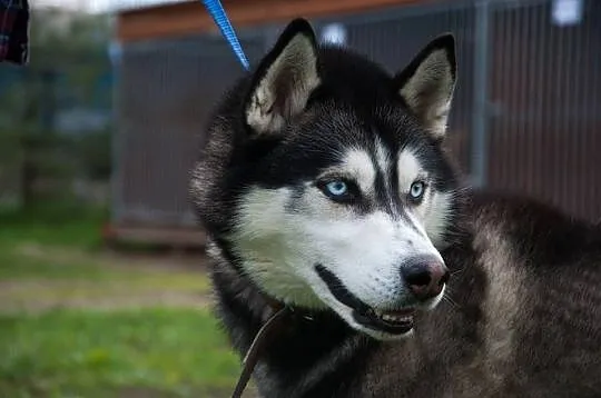 Młody, niebieskooki Lubor, HUSKY idealny dla aktyw