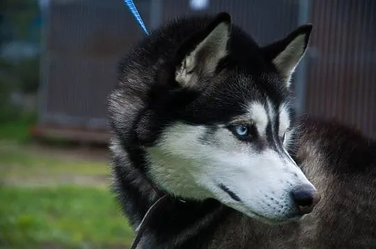 Młody, niebieskooki Lubor, HUSKY idealny dla aktyw