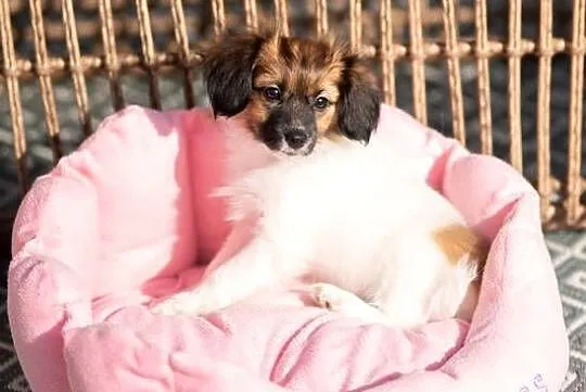 Szczeniak/ sunie  Papillon Spaniel Kontynentalny ZKwP FCI, Wielkopolskie, Kalisz