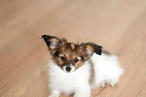 Szczeniak/ sunie  Papillon Spaniel Kontynentalny ZKwP FCI, Wielkopolskie, Kalisz