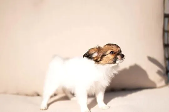 Szczeniak/ sunie  Papillon Spaniel Kontynentalny ZKwP FCI, Wielkopolskie, Kalisz