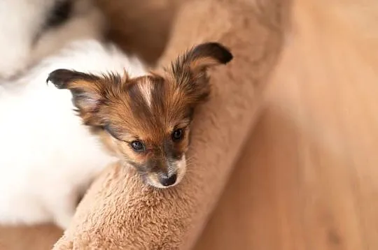 Szczeniak/ sunie  Papillon Spaniel Kontynentalny ZKwP FCI, Wielkopolskie, Kalisz